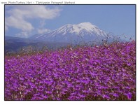 /album/a%c4%9fri-da%c4%9finin-en-guzel-resimleri/normal-807a-jpg/